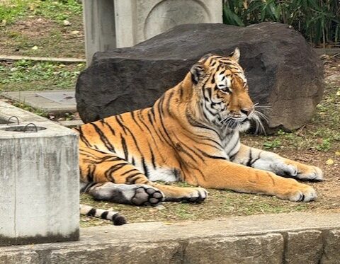【天王寺動物園】大阪のど真ん中で動物とふれあえる!子連れに人気のスポット紹介