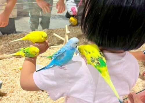 岸和田カンカンベイサイドモール「いきもの探検隊」体験レポート!