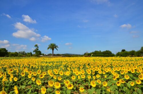 和泉リサイクル環境公園のひまわり畑